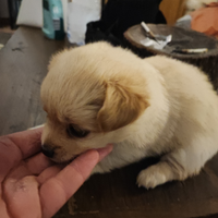 Volpino italiano Gioiosa Marea