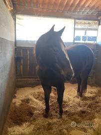 Fattrice Quarter Horses