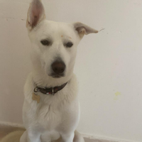 Cane taglia grande bianco incrocio di Akita