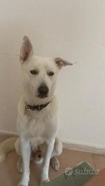 Cane taglia grande bianco incrocio di Akita