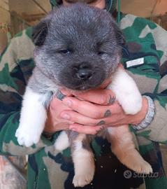 Cuccioli akita americano