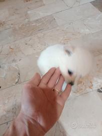 Volpino spitz