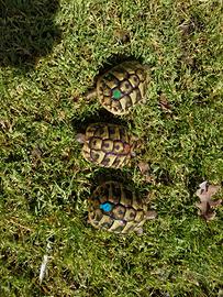 Tartaruga terra con cites