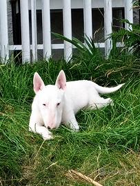 Disponibile cucciolo di Bull Terrier miniature