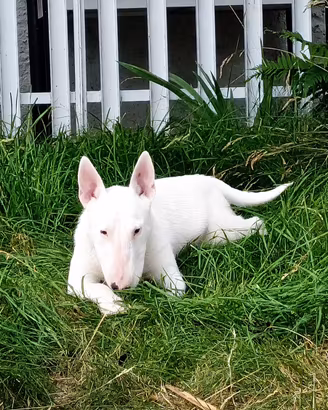 Disponibile cucciolo di Bull Terrier miniature