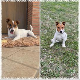 Cucciola di jack russel terrier