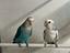 Immagine 5