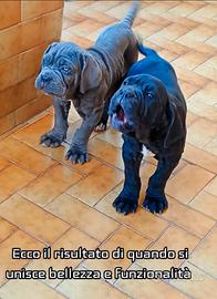 Mastino napoletano