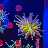 Coralli LPS euphyllia