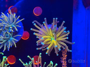 Coralli LPS euphyllia