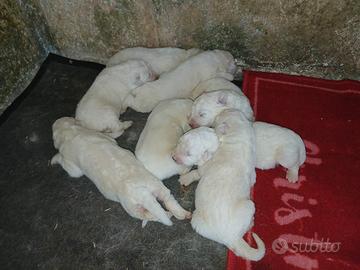 Cuccioli pastore maremmano