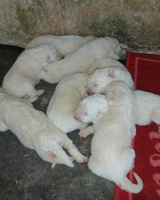 Cuccioli pastore maremmano