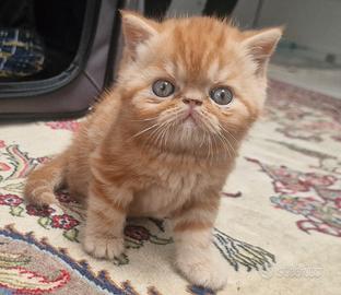 Gatto Persiano Exotic Shorthair cuccioli