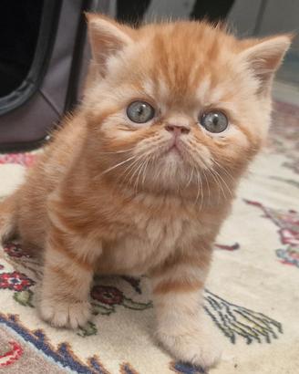 Gatto Persiano Exotic Shorthair cuccioli