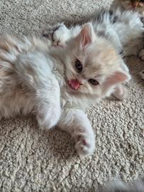 Cuccioli Scottish fold e straight