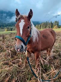 Cavallo