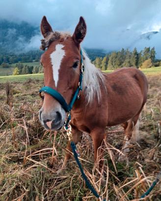 Cavallo
