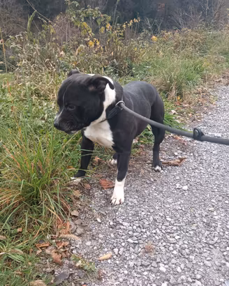 Staffordshire Bull Terrier Staffy adozione