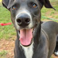 Adozione OLIVER aiutiamolo a trovare una casa