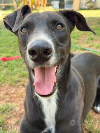 Adozione OLIVER aiutiamolo a trovare una casa