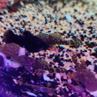 Ancystrus pesci pulitori acquario