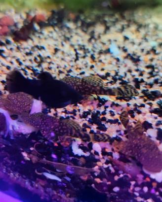 Ancystrus pesci pulitori acquario