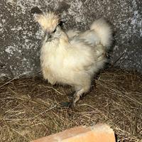 Coppia Pulcini Moroseta