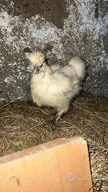 Coppia Pulcini Moroseta