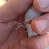 Cardelline femmine acianiche