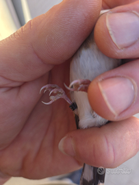 Cardelline femmine acianiche