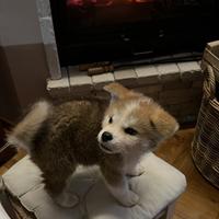 Akita Inu