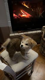 Akita Inu