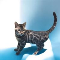 Cuccioli gatto Bengala