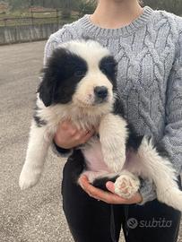 Cuccioli di maremmano/border-collie