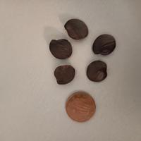 semi pianta glicine lilla