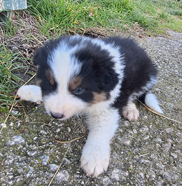 Cuccioli border collie