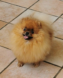 Femminuccia Spitz Tedesco nano / Pomerania