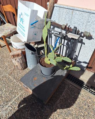 pesa antica