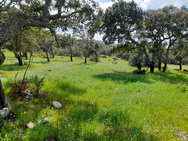 Terreno agricolo