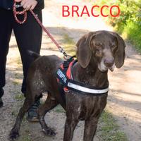 Elegante Bracco aspetta in canile