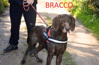 Elegante Bracco aspetta in canile