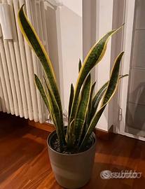 Pianta san severia da appartamento o esterni