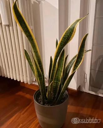 Pianta san severia da appartamento o esterni