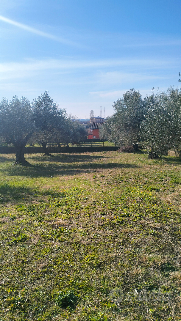 Terreno agricolo con ulivi - Vista 2