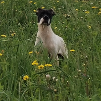 Pointer