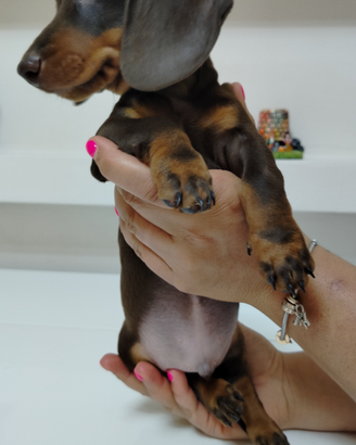 Cucciolo di bassotto cioccolato con pedigree