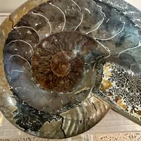 Fossile Ammonite Madagascar