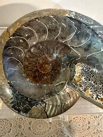 Fossile Ammonite Madagascar