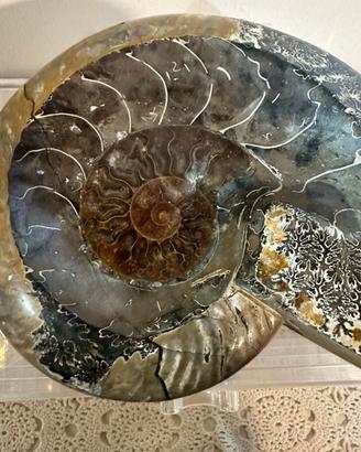 Fossile Ammonite Madagascar
