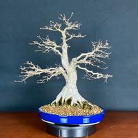 Bonsai acero palmato Katsura